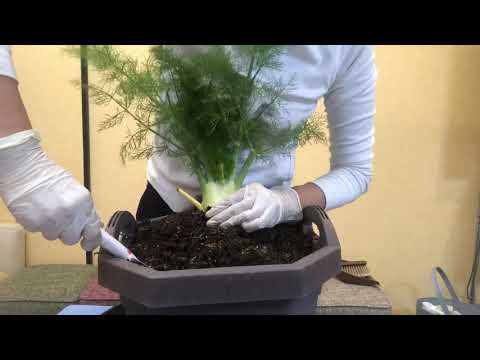 ウイキョウ、ウイキョウ vulgare