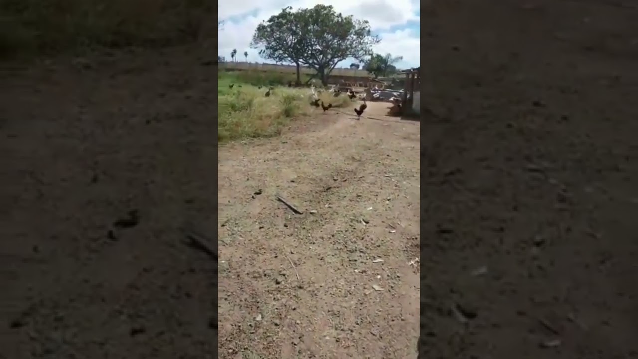 a vida no campo 06/08/22