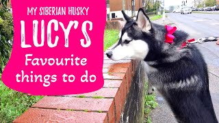 My Siberian Husky Lucy's favourite things to do