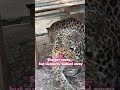 When love gets complicated… even for big cats 🐆💔