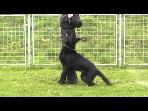 Ackey Levemar obedience 11 months