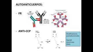 Artritis Reumatoidea: patogenia y diagnostico (Parte 1)