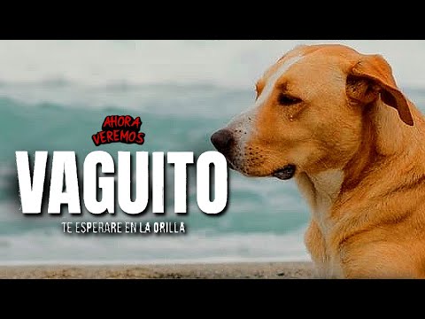 VAGUITO: El Hachiko Latinoamericano | RESUMEN EN MINUTOS