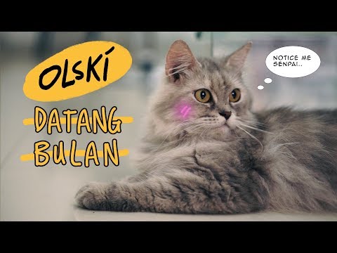 OLSKI -  DATANG BULAN (LYRIC VIDEO) (CAT VERSION)