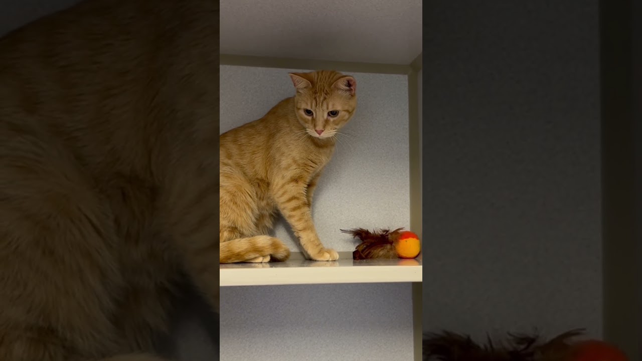 Enlarge Homer, a ADOPTABLE Domestic Short Hair in Winter Haven, FL video 6/6