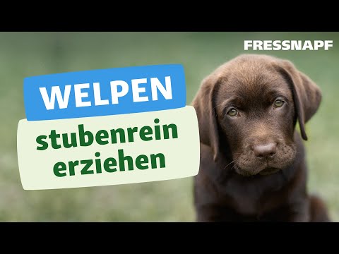 Welpen stubenrein erziehen – so klappt es vom ersten Tag an