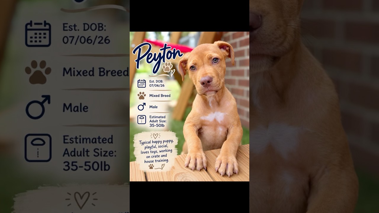 Enlarge PEYTON, a Adoptable mixed breed in Evans, GA video 6/6