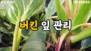 식물의 잎으로 상태를 알 수 있다! 