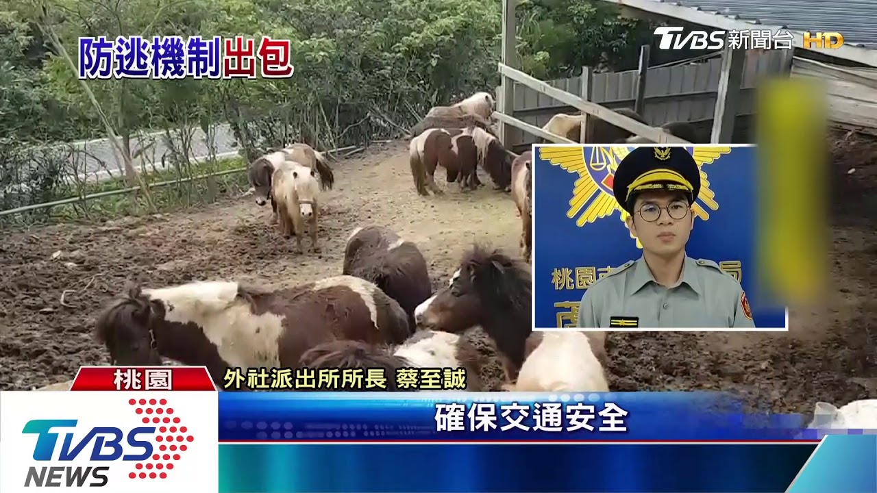 心情差?迷你馬「離家出走」 警拍照尋飼主