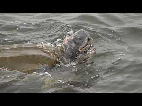Protecting leatherback sea turtles in California