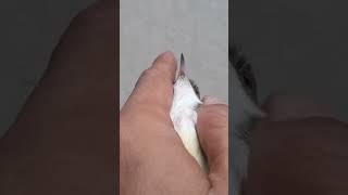 Download lagu Differentiating between male and female semi-ciblek #shorts mp3
