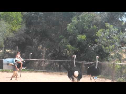 Mru: Jazda na strusiu