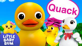 6 Little Ducks 🦆🦆 Quack, Quack, Quack!  | Little Baby Bum