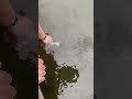 Hand feeding brim #florida #outdoors #fishing #freshwaterfish