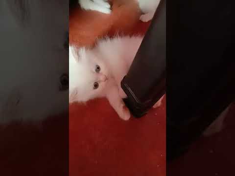 Cute Persian kittens