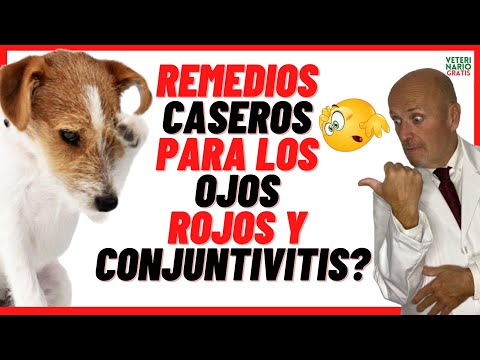 ✅ HOW TO CLEAN and CURE THE RED AND SWELLY EYES OF A DOG WITH CONJUNCTIVITIS ✅ (HOMEMADE REMEDIES)
