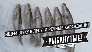 Зимняя ловля щуки на оби