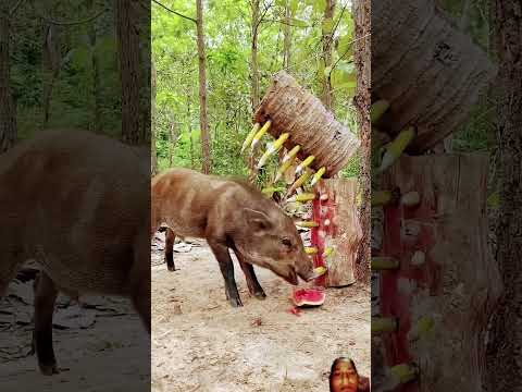 Unique primitive wild boar #animals #wildsurvival #pig #wildboar #wildlife #animaltrap #hunting#