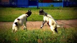 preview picture of video 'Битва двух козликов в селе Гармановка. Два козлика. Battle of two goats in the village of Garmanovka'