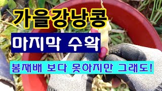 [텃밭농부 1,734]  가을강낭콩 마지막 수확. 봄재배 보다는 못해도 그래도! #강낭콩재배