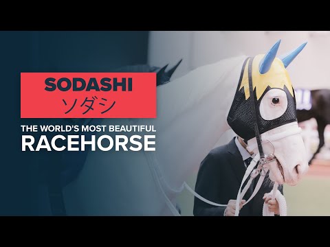 RARE THOROUGHBRED RACEHORSE 競馬: Is pure white SODASHI ソダシ the world's most beautiful horse?