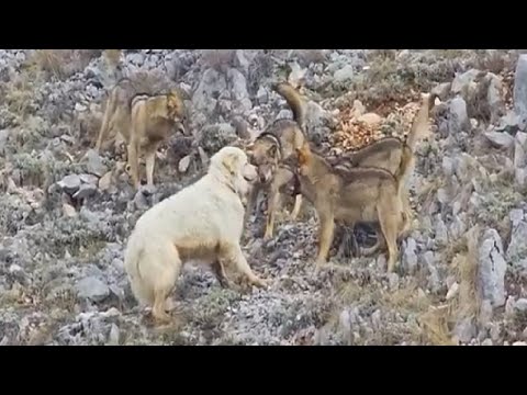 Sheep Dog Fends Off Entire pack of wolves by itself!!!