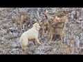 Sheep Dog Fends Off Entire Pack Of Wolves By Itself