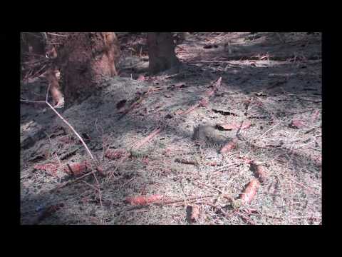 Der Wald im Harz um Ilsenburg 2019
