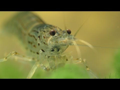 The Complete Guide To Keeping The Amano shrimp