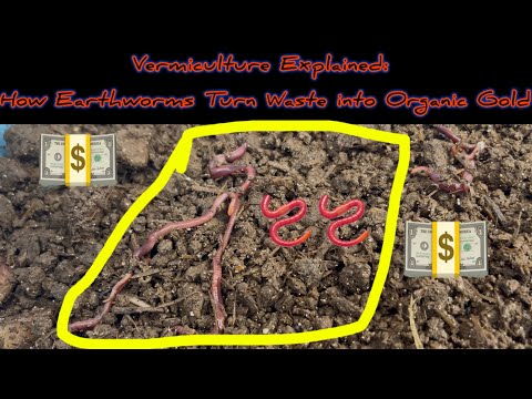 Vermiculture Explained: How Earthworms Turn Waste into Organic Gold