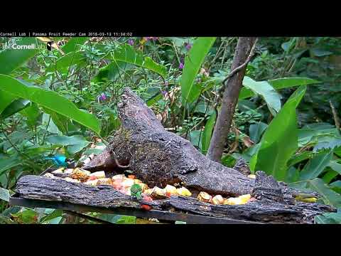 Video 2018 03 13 113331 male and female Green Honeycreeper
