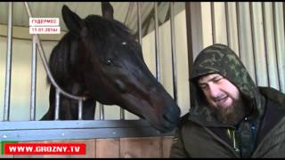 Спасенная Кадыровым лошадь резвится в вольере