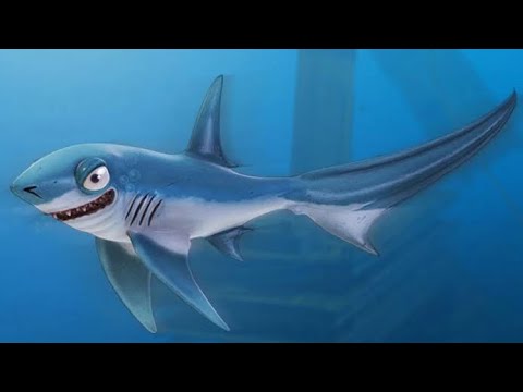 M Shark 600 🐠 Eaten ASAP ! Live Contest Thresher Shark - Hungry Shark World