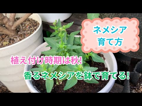 なぜ芳香植物や薬用植物を庭で育てるのでしょうか?  庭園