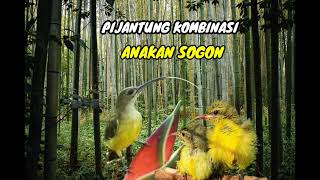 Download lagu suara pikat pijantung kombinasi anakan sogon mp3 mp3