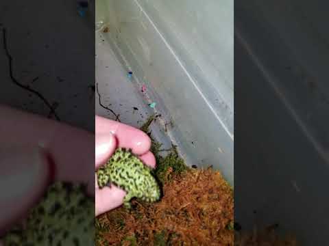 Firebelly Toad care.