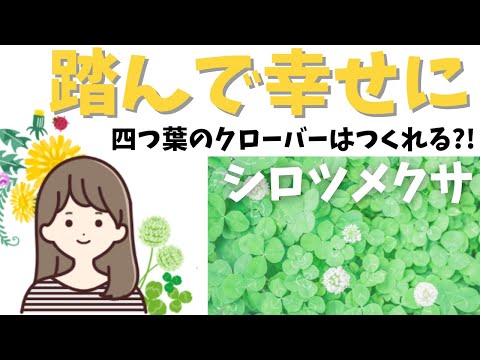 トリフォリウム カンペストレ