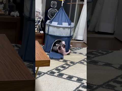 Pink Sphinx Cat VS Yellow Tiger🐯