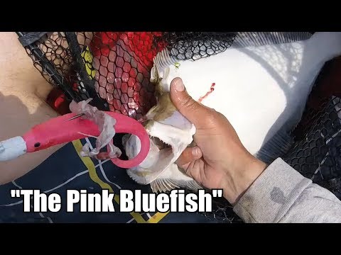 Jigging Summer Flounder (Fluke) W/ "The Pink Bluefish" + Epic Mystery Fish Battle