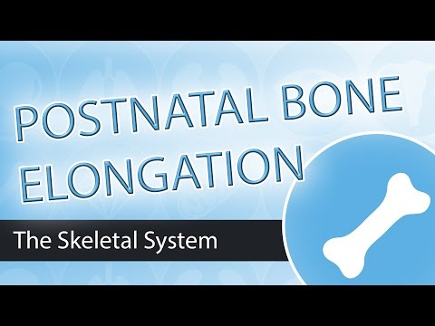 Postnatal Bone Growth
