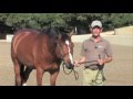 John French Teaches What an Ideal Hunter Horse Looks Like.