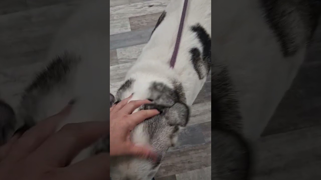 Enlarge Elsa, a ADOPTABLE mixed breed in Olympia, WA video 4/6
