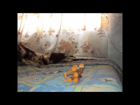 changuito bailador.avi