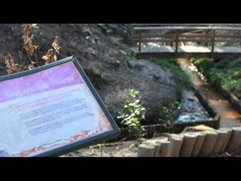 Sprengkop in het Orderbos