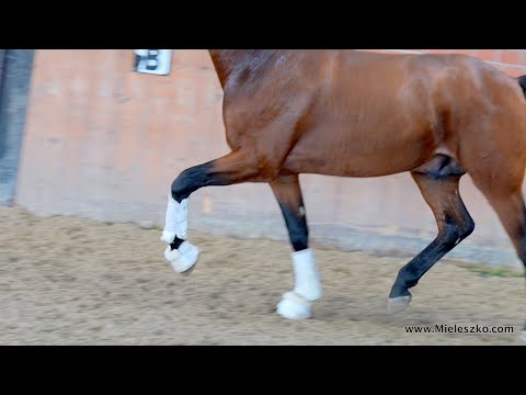 Dressuryoungster *2020 Hengst/cold by Vitalis/ Sandro Hit/ Rubinstein