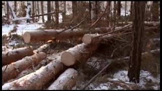 Сотрудники полиции пресекли противоправную деятельность группы нелегальных лесозаготовителей
