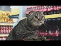 CAT Antkeliai su šlaunų parėmimu ToughBuilt® FoamFit™