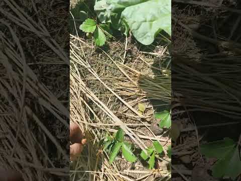 ルバーブが熟しているかどうかはどうやってわかりますか?園芸の専門家からのアドバイス  庭園