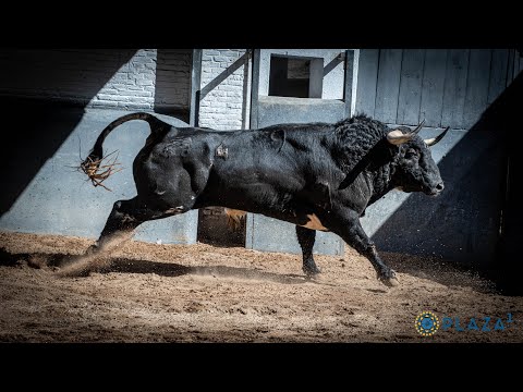 SORTEO | Toros de Valdefresno, corrida 23 junio
