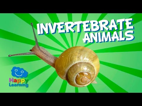 Invertebrate Animals - Animals Without Backbones